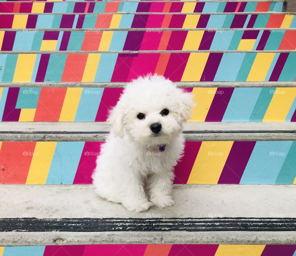 Baby Bichon boy making sense of his colorful, linear surroundings. Fluffy puppy. 