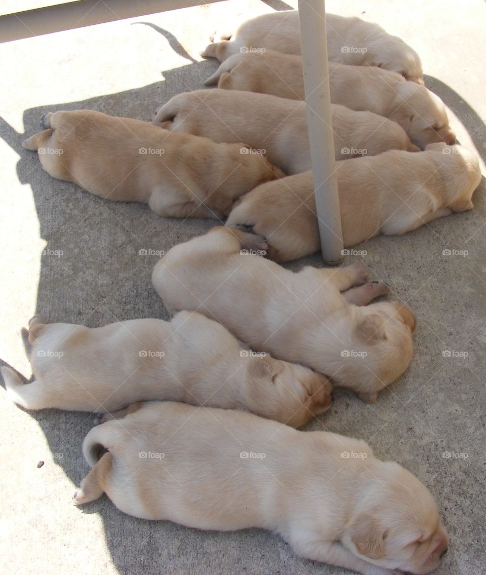 Sleeping puppies