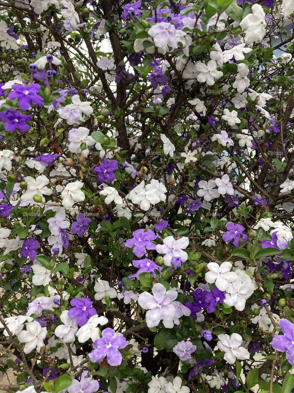 flor, flowers, foap, pétala, jardim, garden, mobgrafia, inspiration, fotografia, photooftheday, Brasil, manacá 