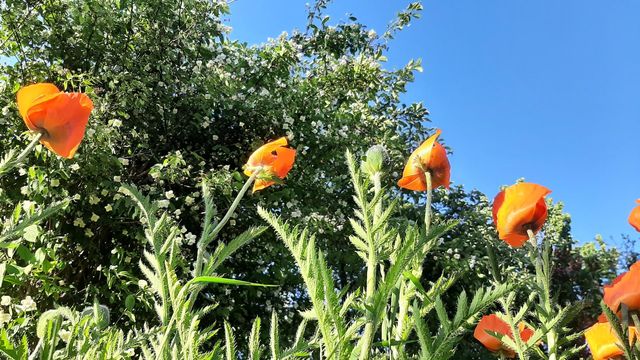 poppies flowers