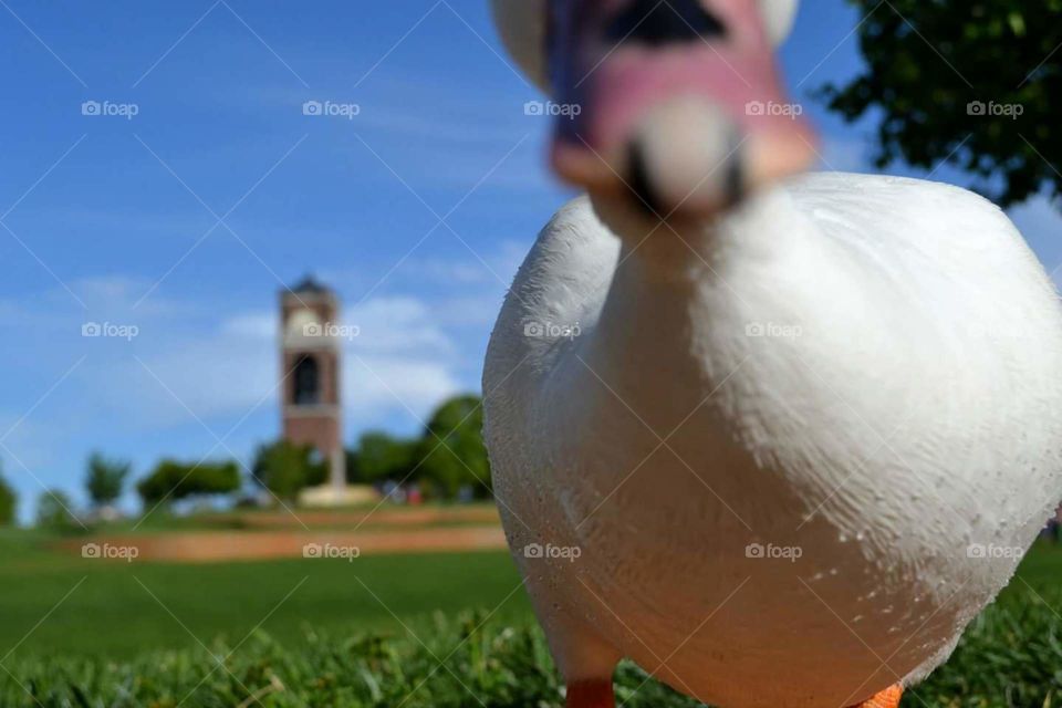 duck up close