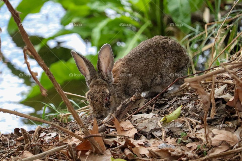 A wild rabbit in a wooded part of the city of Madrid