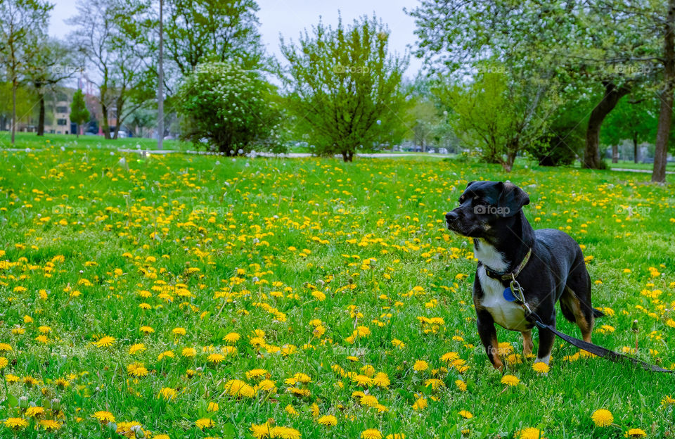 Black stands in a field of yellow dandelions
