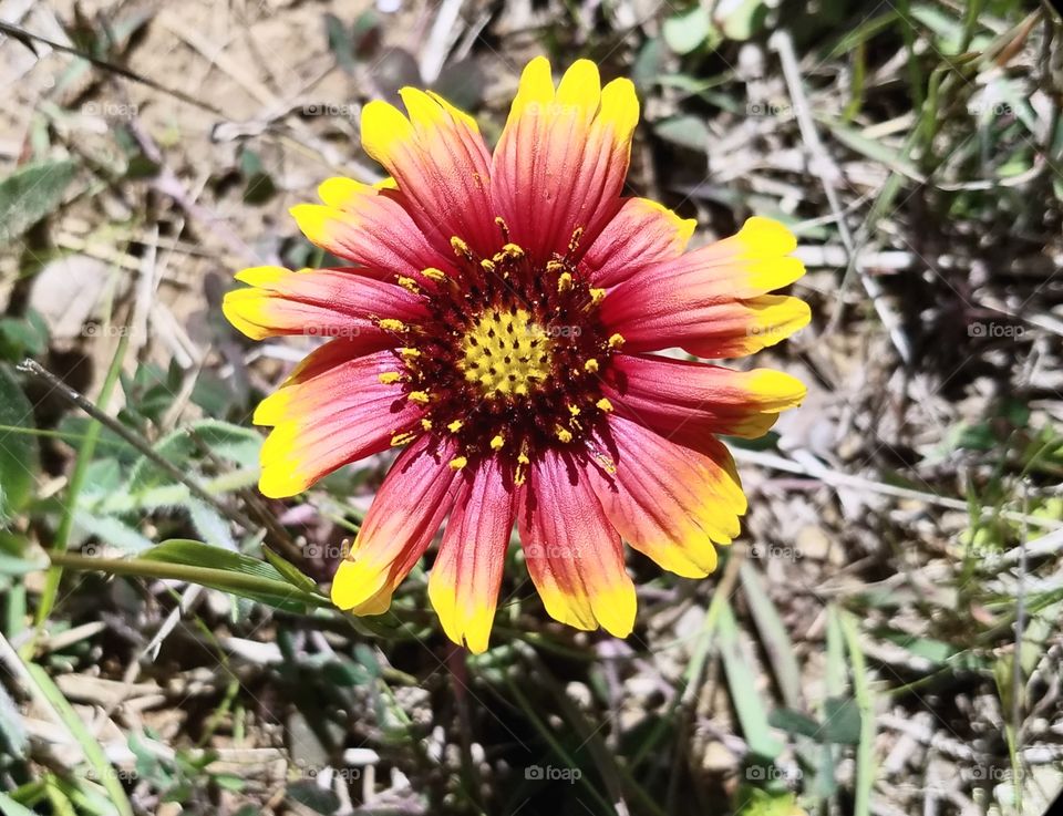 East Texas Wild Flower