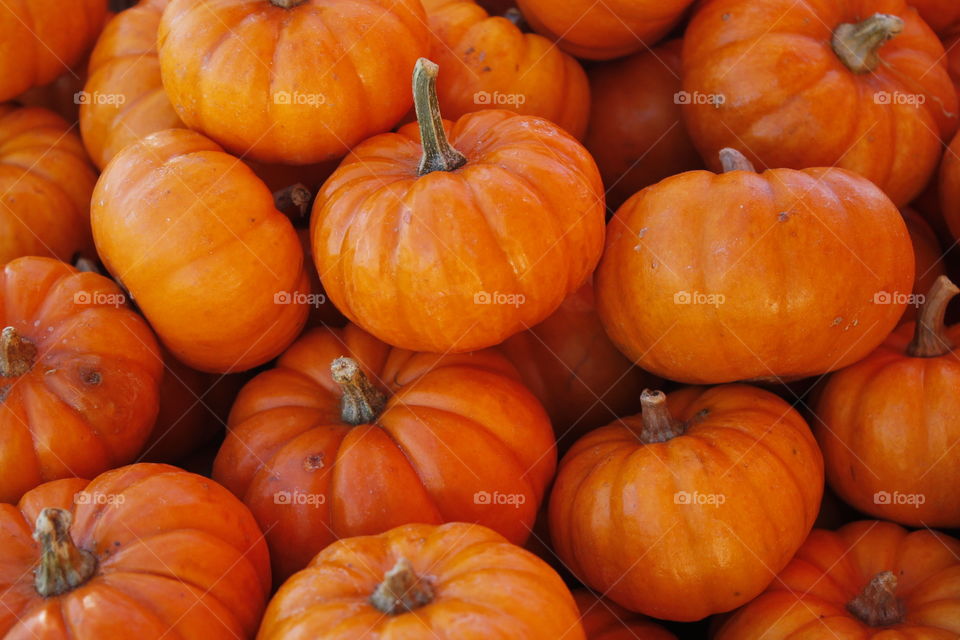 Full frame of baby pumpkins