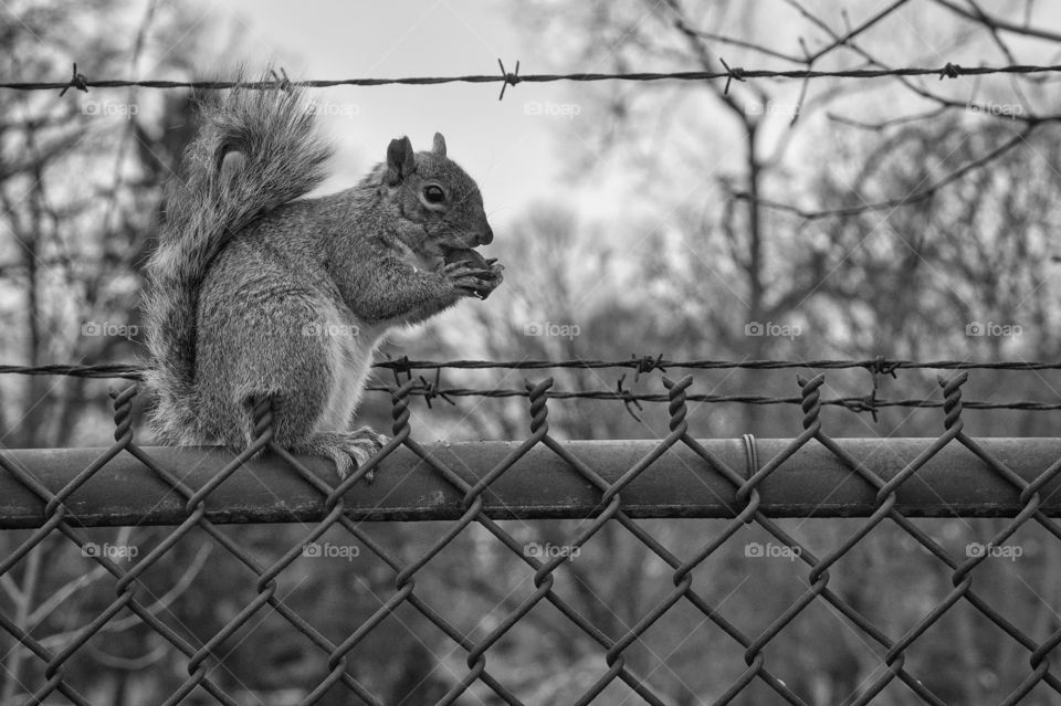 A squirrel seated on top of a fence eating a chestnut.