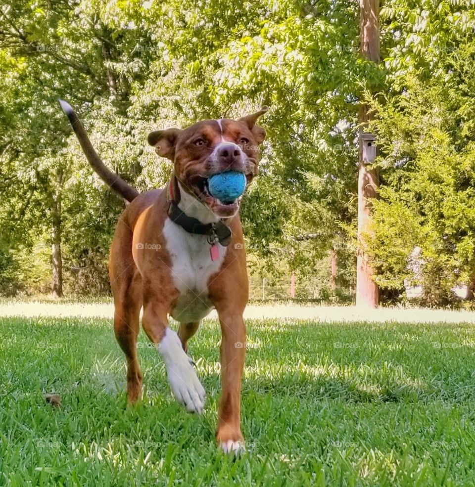Olive Trotting with her Ball