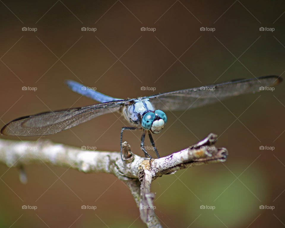 Dragonfly perched on tree branch