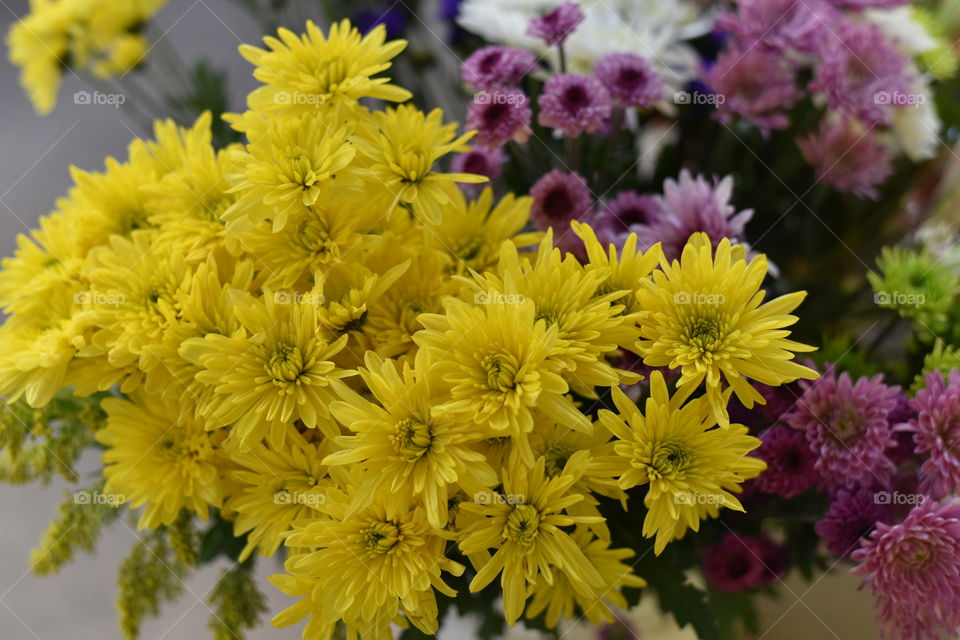 Chrysanthemums