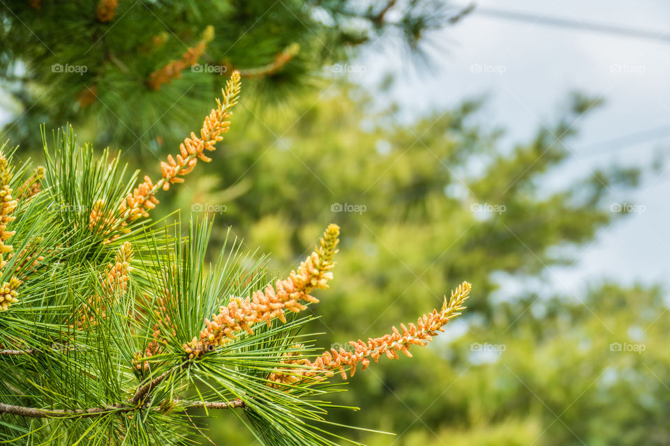 Young pine flowers barely beginning to form on a tree