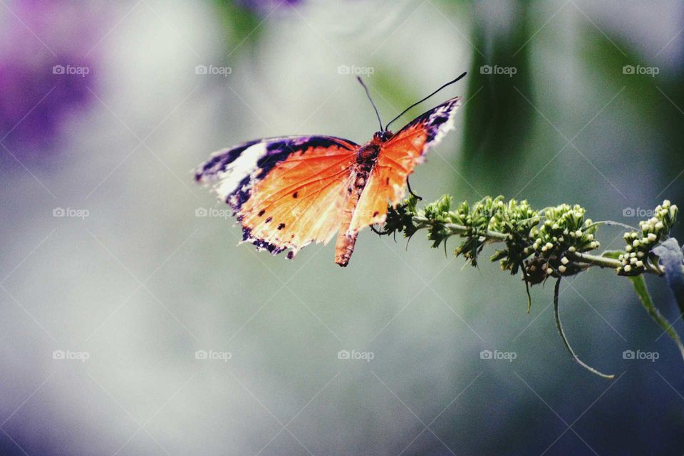 butterfly