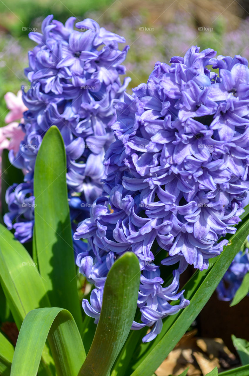 blue hyacinth