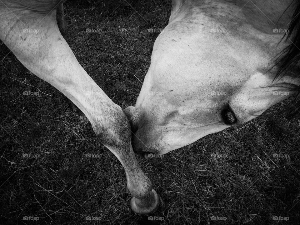 A Gray Horse scratching its leg with its mouth in black & White