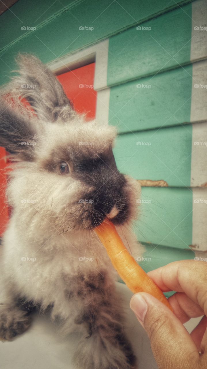 bunny eats carrot