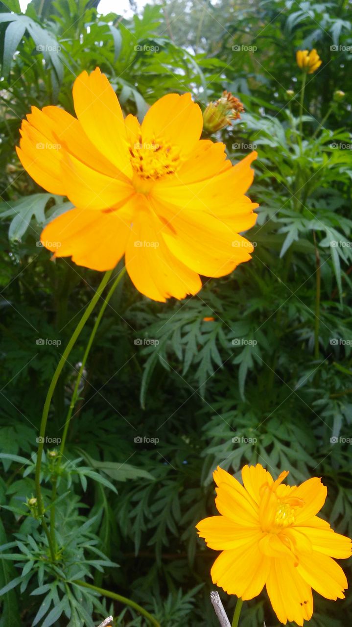 Nature, Flower, No Person, Flora, Summer