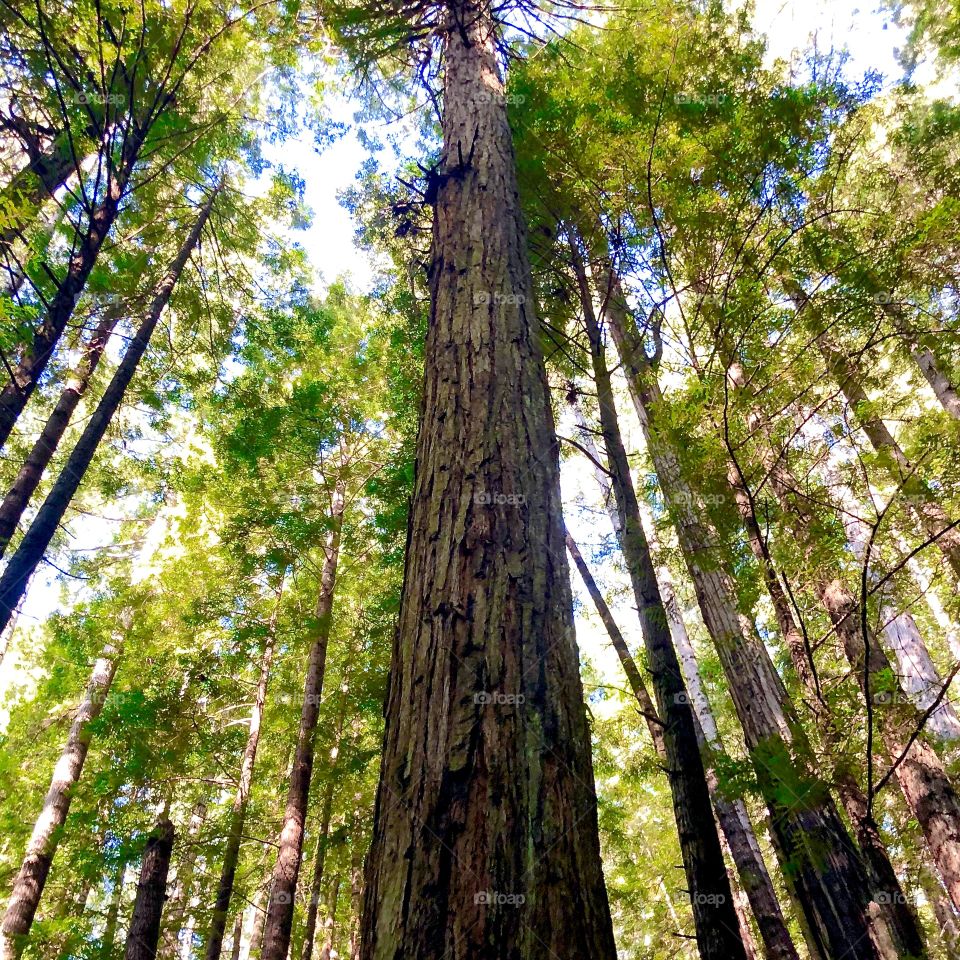 Redwood trees 