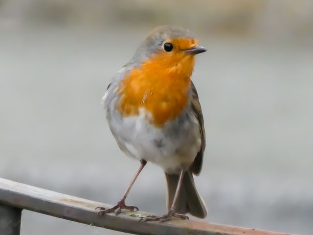 Robin
