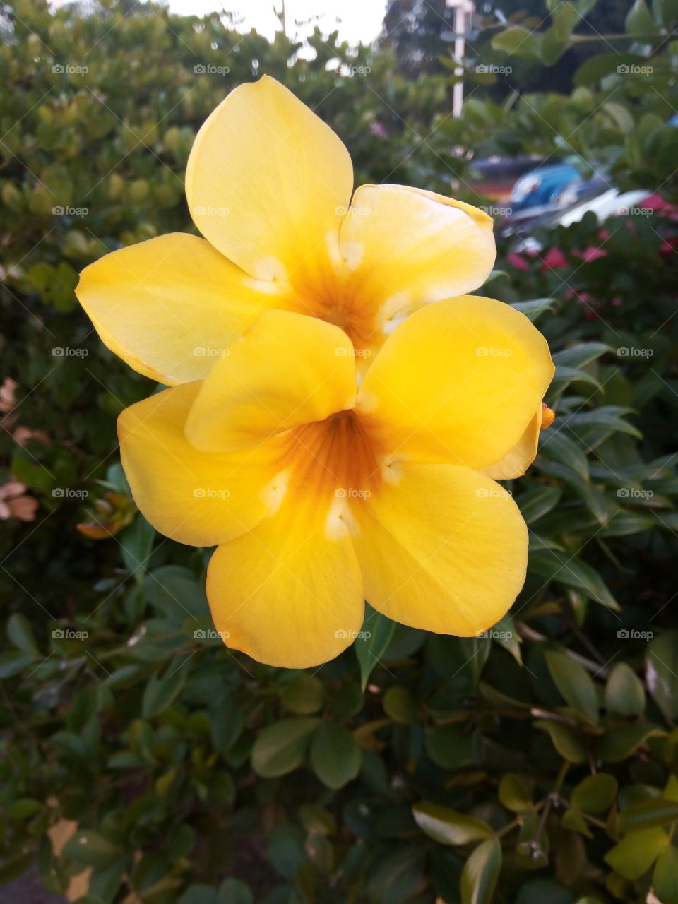 Flower, Flora, Garden, Color, Nature