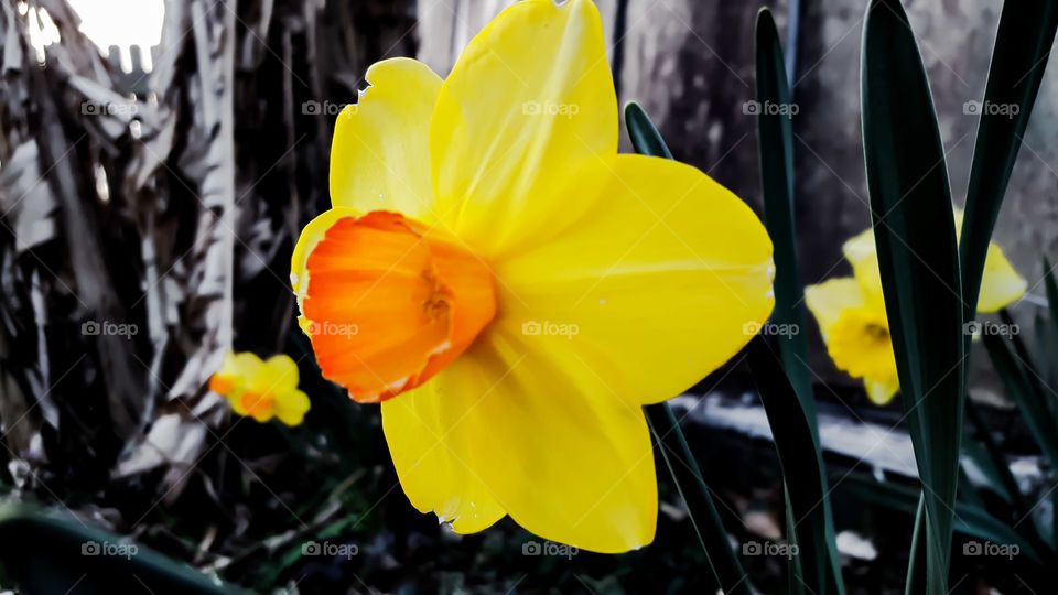 Flower, No Person, Nature, Garden, Flora