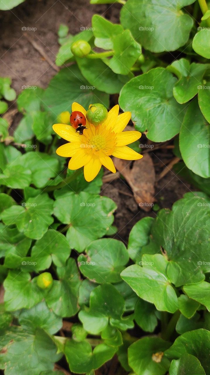 Battle winter vs. spring