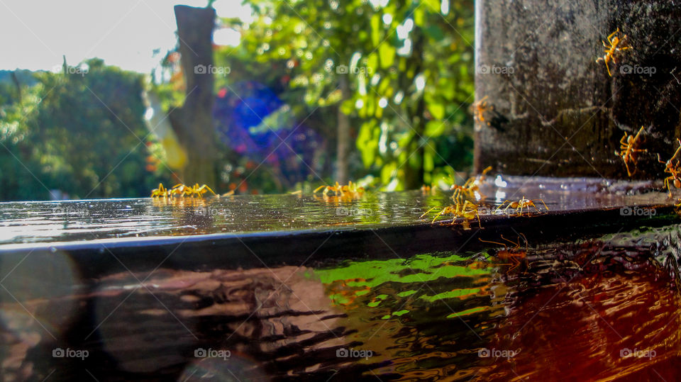 Ants busy at work in Thailand
