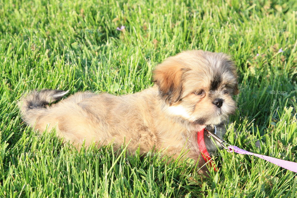 resting in the grass