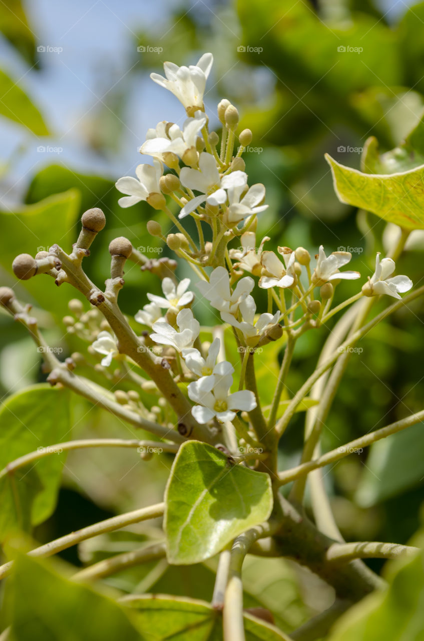 Young Candleberries and Blossoms