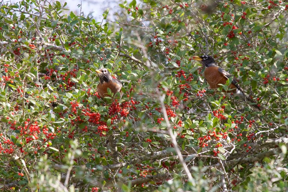 Robins in holly bush