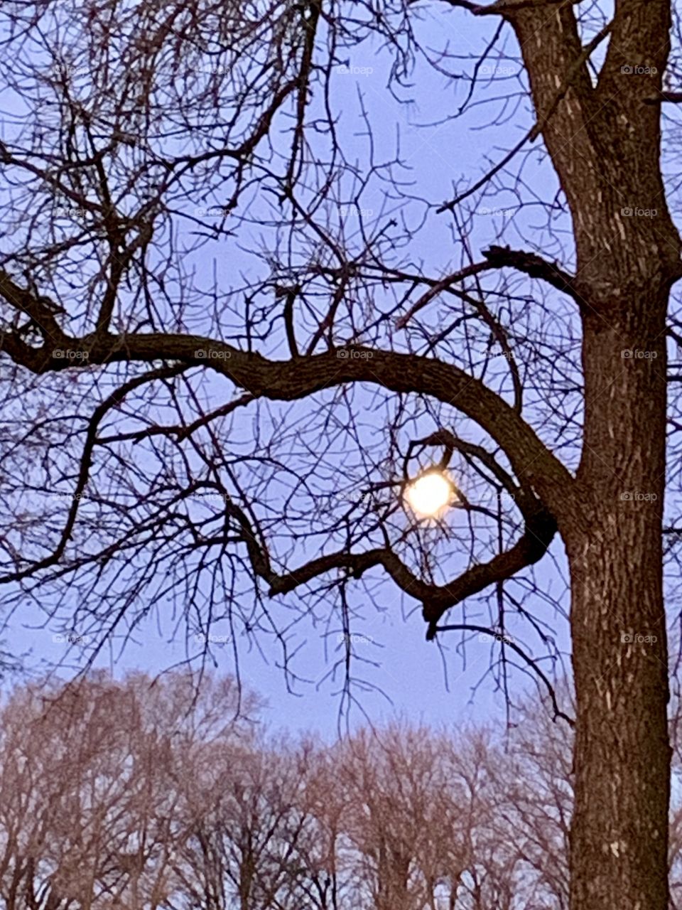The setting moon framed by the bare branches of a tree against the tops of bare trees in the distance - portrait