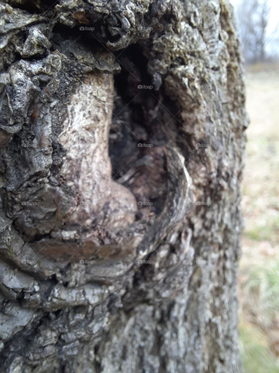 macro of knot in a tree trunk