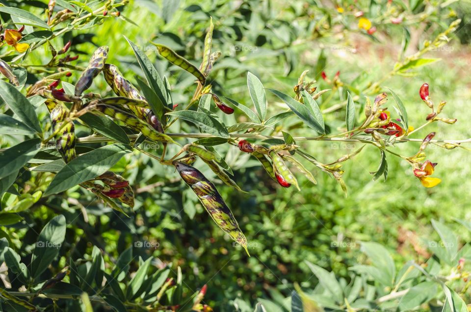 Gungu Peas Plant