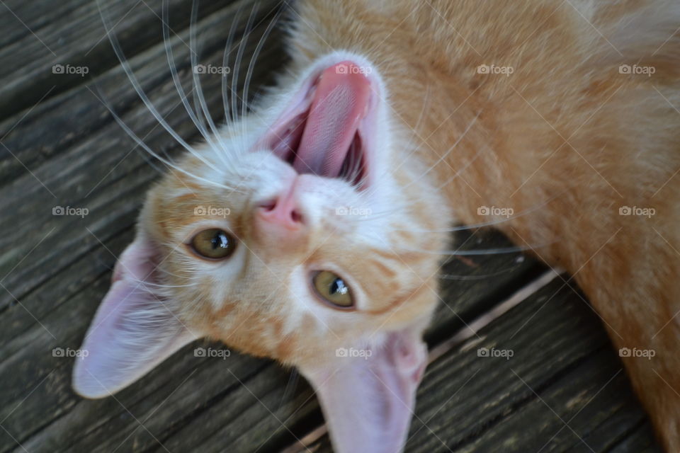 Fun pic of our crazy cat Clyde even he was a kitten 