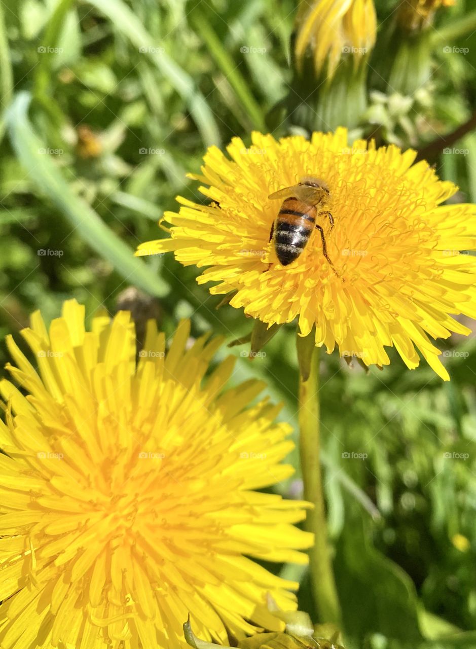 Dandelions with honey bee on it