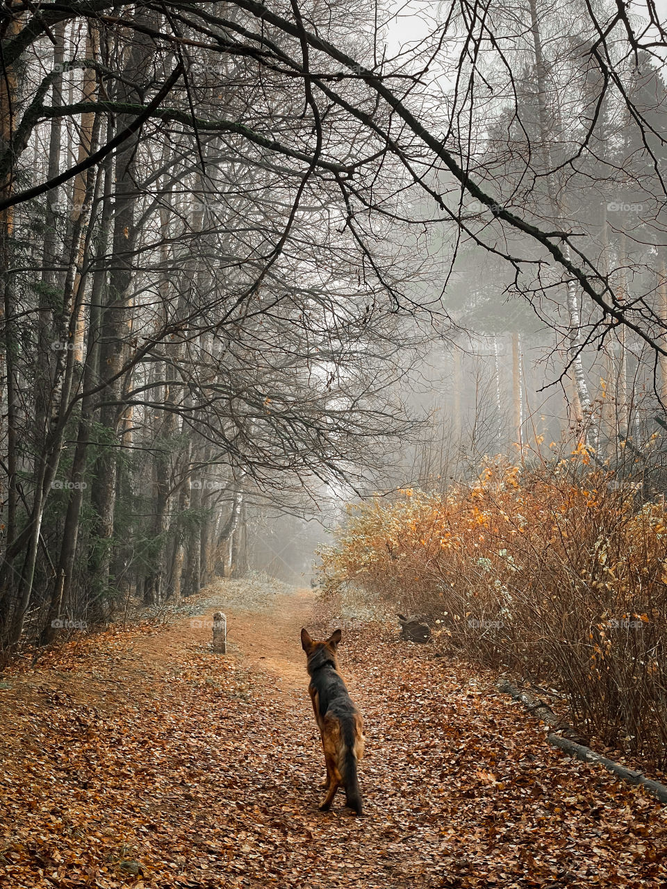 Walking with German shepherd dog in autumn forest 