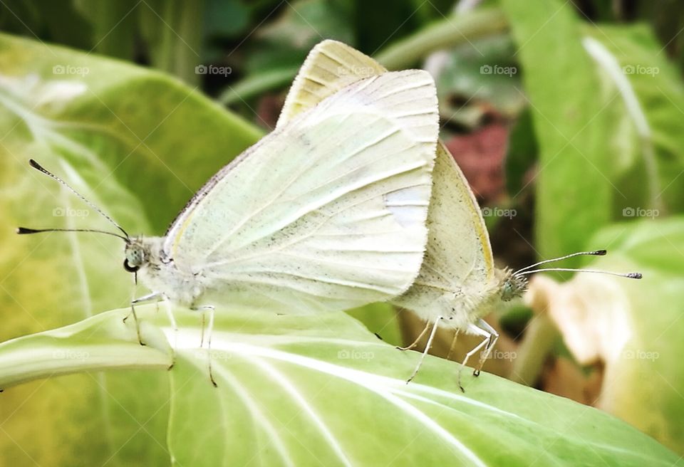 Pairing butterflies