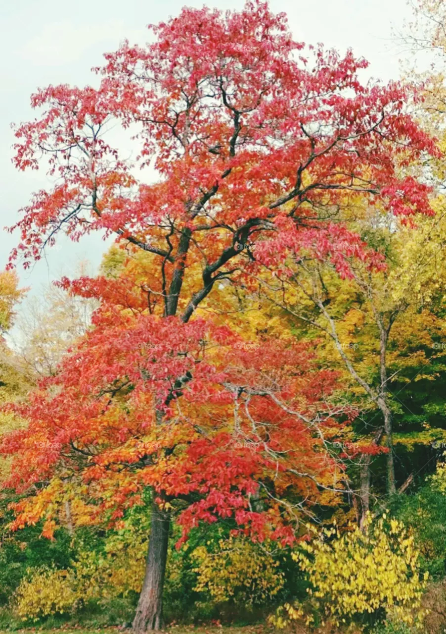 tree