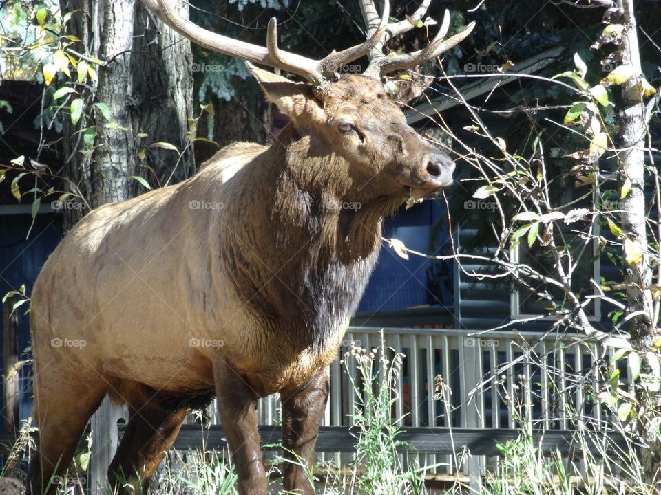 Huge bull elk in  Estes Park, Co.