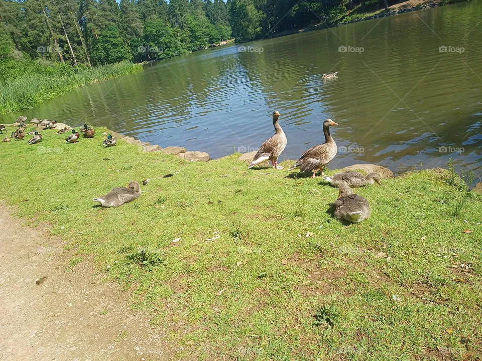 Nature