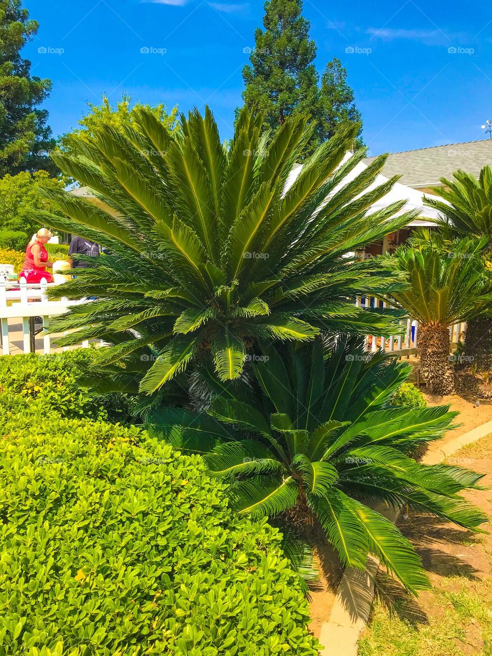 An unique outdoor plant in the neighborhood.