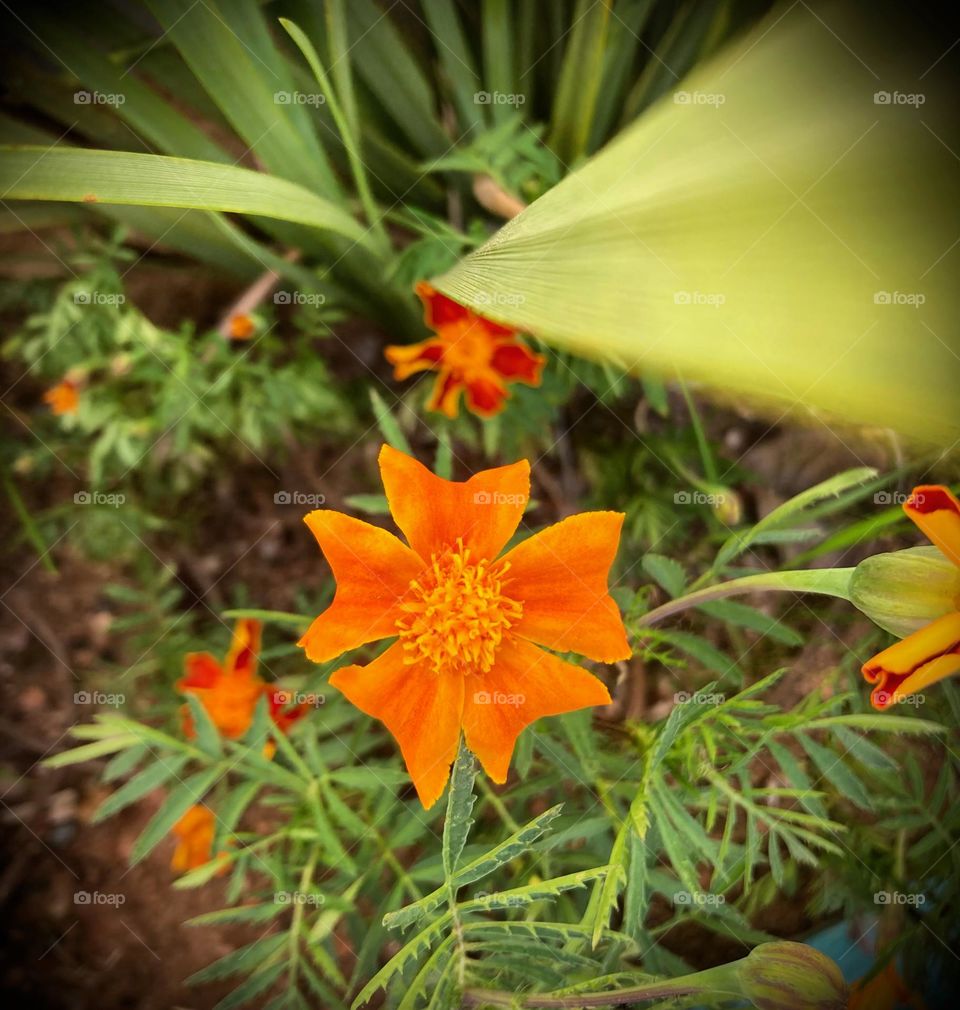 🌹 🇺🇸 Very beautiful flowers to brighten our day.  Live nature and its beauty. Did you like the delicate petals? / 🇧🇷 Flores muito bonitas para alegrar nosso dia. Viva a natureza e sua beleza. Gostaram das pétalas delicadas? 