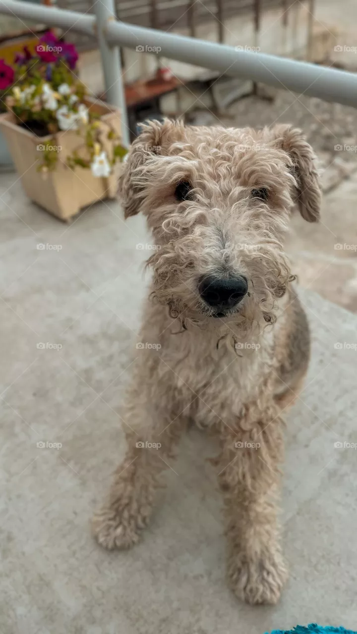 Cute Fox Terrier