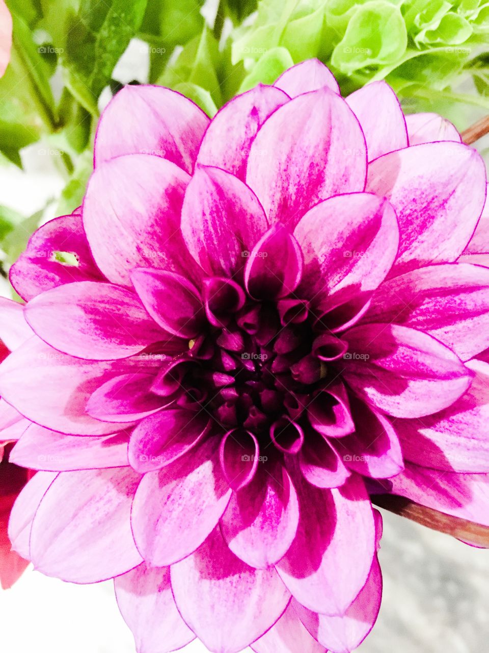 Purple dahlia 