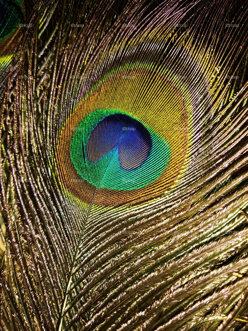feather,peacock,beauty,light,