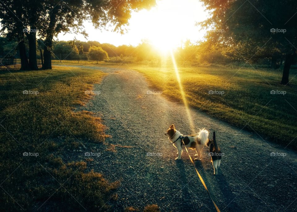 Dog and cat friends walking down a country road at sunrise