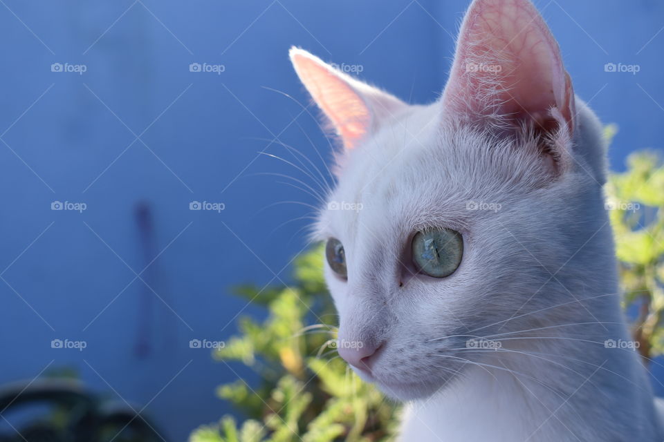 Pelusa // Nikon D35000