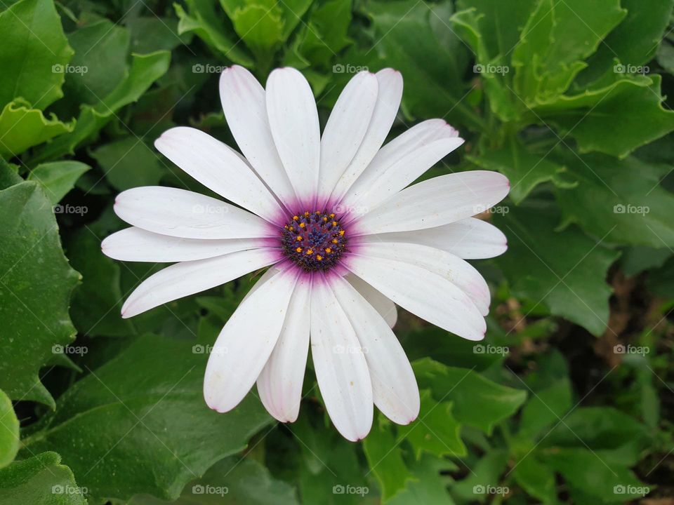 white beautiful wild flower