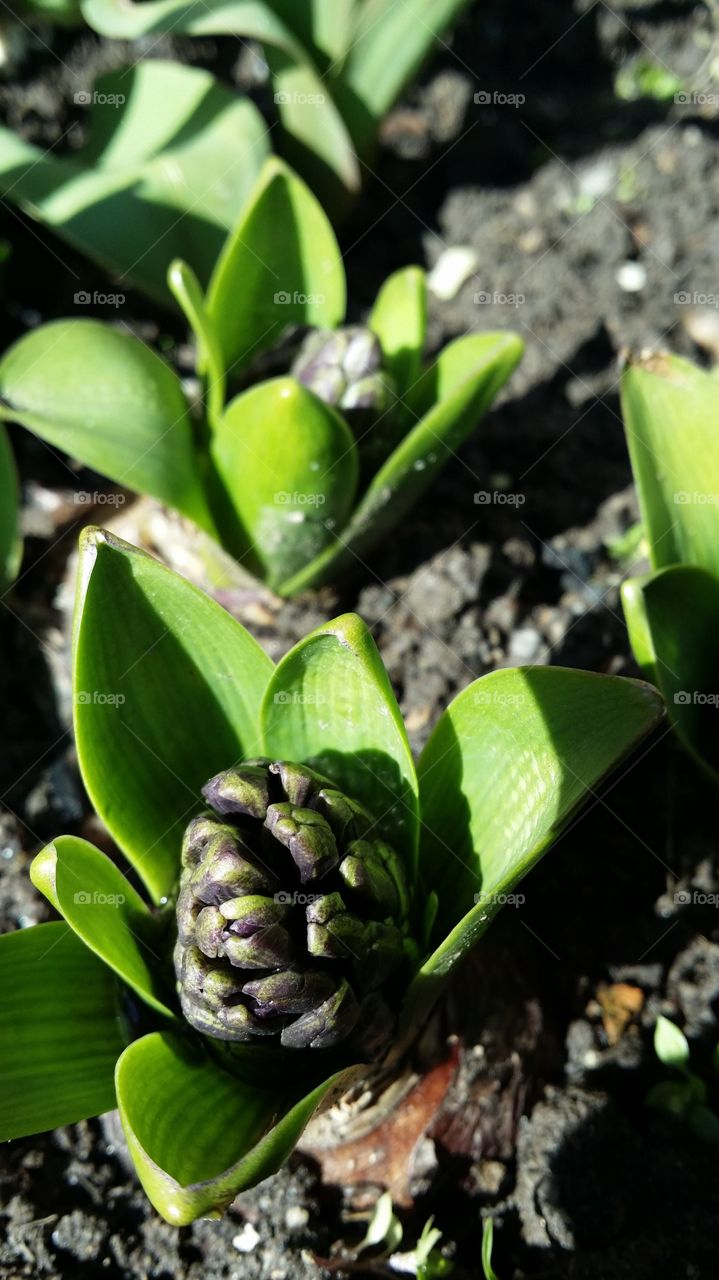 hyacinth spring flowers