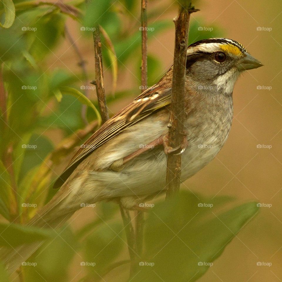 White-Throated Sparrow sooc