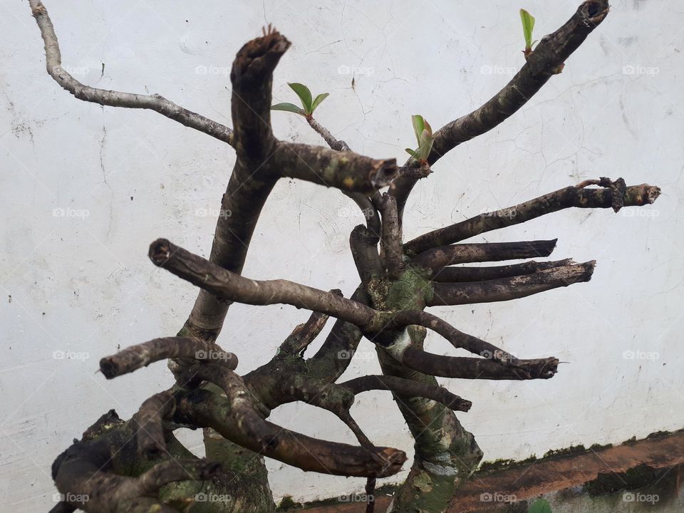 a plant that has not grown its flowers