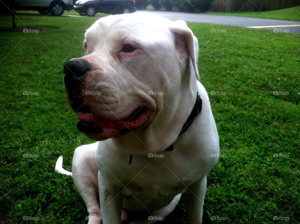 Sumo. The big white lovable doggy 